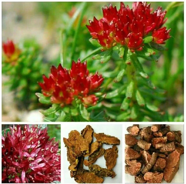 Hot Products Rhodiola Rosea Rhodiola Rosea Extract/Rhodiola