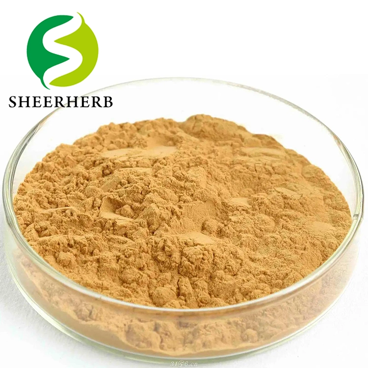 Ginkgo Biloba Extract Flavone24% Lactones6%